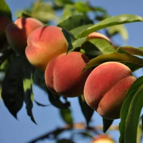 Персик ДАЧНЫЙ  Персик ДАЧНЫЙ в Москве