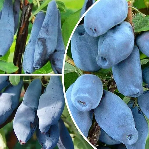 Комплект СИЯНИЕ ГЛАЗ в Москве