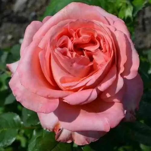 Саженцы роз ЛОНДОН АЙ чайно-гибридная в Москве