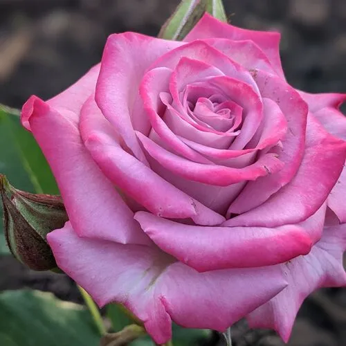 Саженцы роз ОКЕАН МИКАДО спрей в Москве