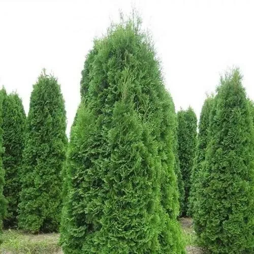 Туя КОЛУМНА западная  Туя КОЛУМНА западная в Москве