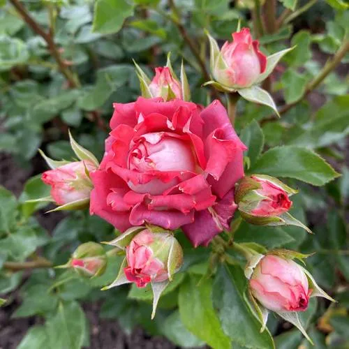 Саженцы роз ТИРАМИСУ спрей в Москве