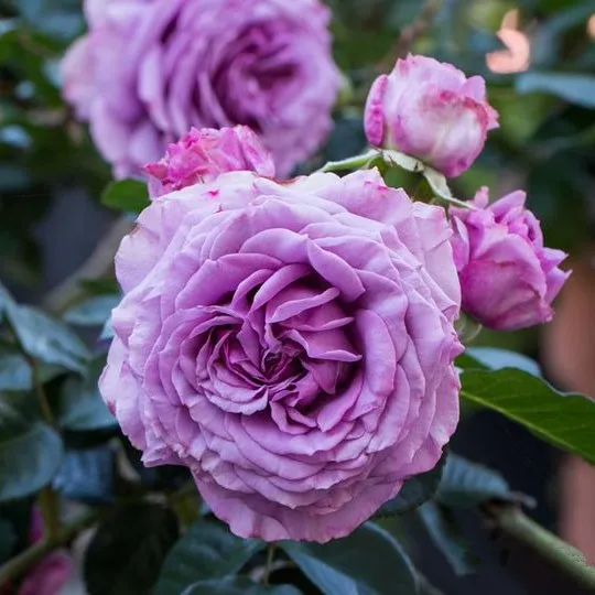 Саженцы роз СИЛЬВЕР КВИК плетистая в Москве