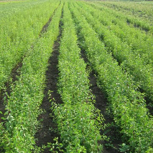 Подвой сливы ДИКАЯ АЛЫЧА в Москве