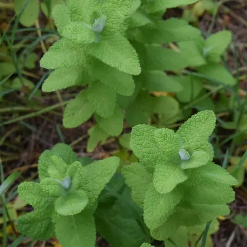 Мята АПФЕЛМИНЦЕ в Москве