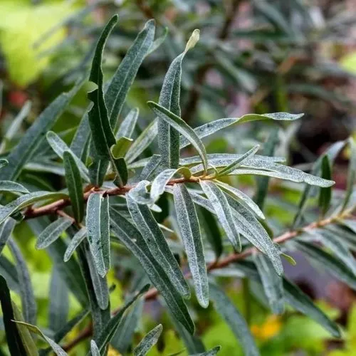 Облепиха АДАМ (МУЖСКАЯ)  Облепиха АДАМ (МУЖСКАЯ) в Москве