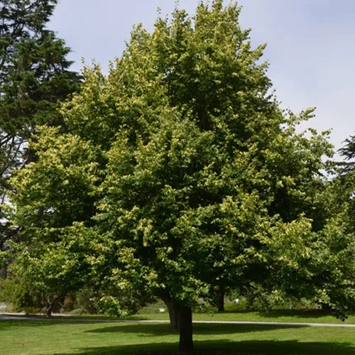 Липа сердцевидная  Липа сердцевидная в Москве