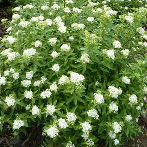 Спирея АЛЬБИФЛОРА японская  Спирея АЛЬБИФЛОРА японская в Москве