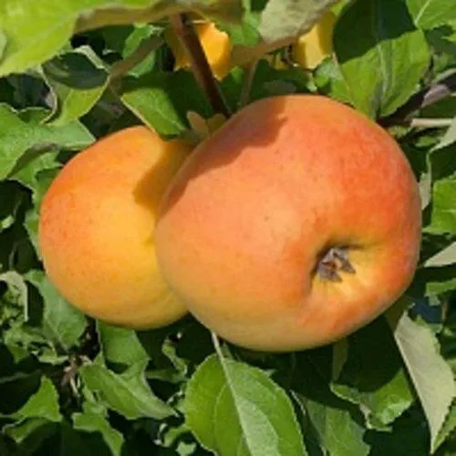 Яблоня АНТОНОВКА ЗОЛОТАЯ  Яблоня АНТОНОВКА ЗОЛОТАЯ в Москве