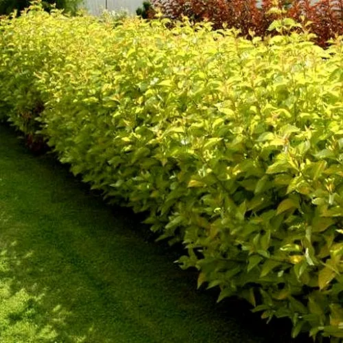 Комплект ДАРТС ГОЛД в Москве