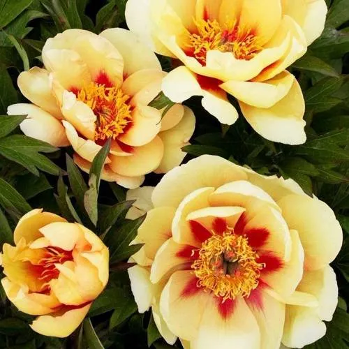 Пион БОРДЕР ЧАРМ ито-гибрид  Пион БОРДЕР ЧАРМ ито-гибрид в Москве