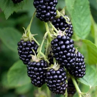 Ремонтантная  Ремонтантная в Москве