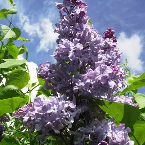 Сирень КРЫЛЬЯ НАДЕЖДЫ в Москве