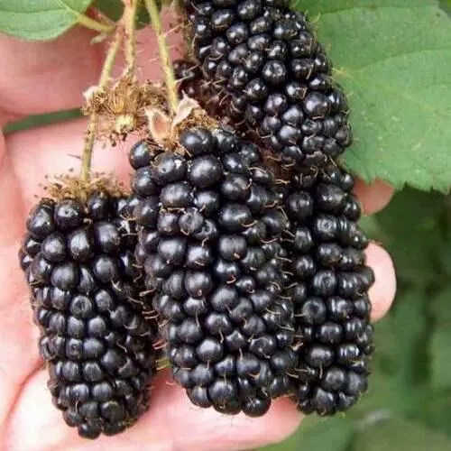 Ежевика ЛОХ НЕСС бесшипная  Ежевика ЛОХ НЕСС бесшипная в Москве