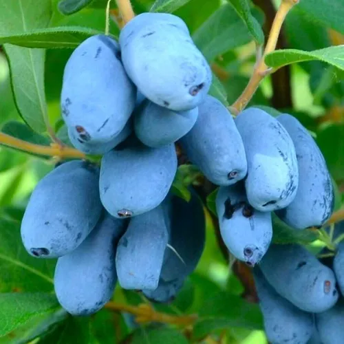 Жимолость съедобная СЕРДЦЕ ГИГАНТА  Жимолость съедобная СЕРДЦЕ ГИГАНТА в Москве