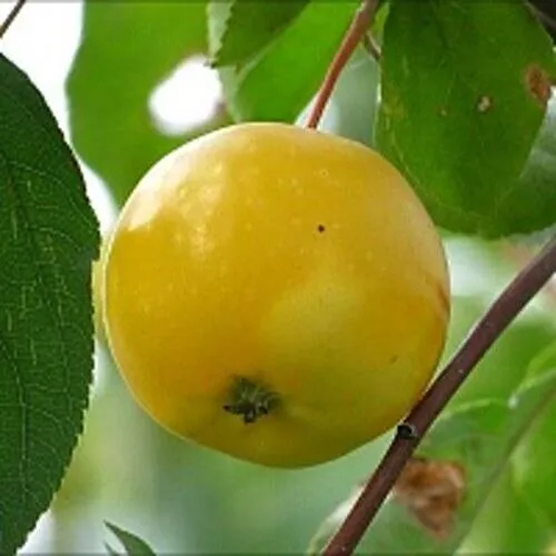 Яблоня КИТАЙКА ЖЁЛТАЯ колонновидная  Яблоня КИТАЙКА ЖЁЛТАЯ колонновидная в Москве