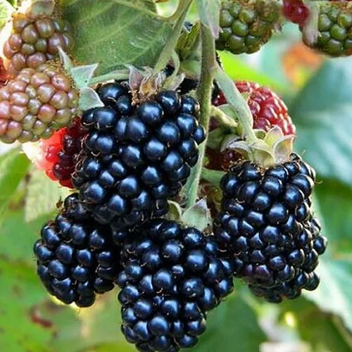 Ежевика ОУАЧИТА бесшипная в Москве