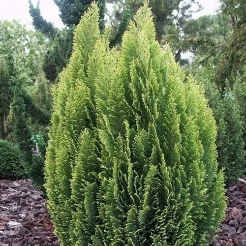 Кипарисовик ЭЛВУДИ ЭМПАЙР лавсана в Москве