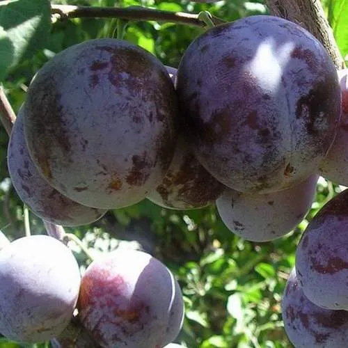 Слива РЕНКЛОД ХАРИТОНОВОЙ  Слива РЕНКЛОД ХАРИТОНОВОЙ в Москве