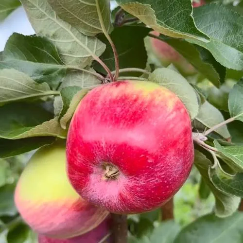 Яблоня АРБАТ колонновидная  Яблоня АРБАТ колонновидная в Москве