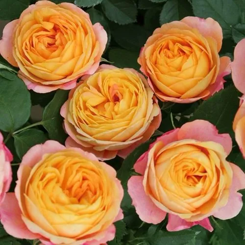 Саженцы роз БЕБИ РОМАНТИКА миниатюрная  Саженцы роз БЕБИ РОМАНТИКА миниатюрная в Москве