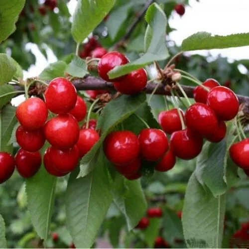 Черешня ДОНЕЦКАЯ КРАСАВИЦА в Москве