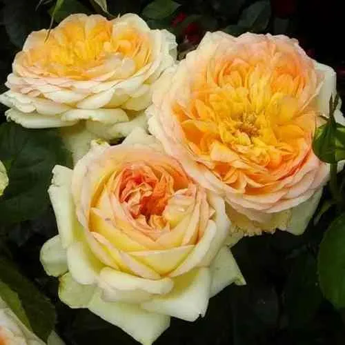 Саженцы роз АЛЬФОНС ДОДЕ чайно-гибридная  Саженцы роз АЛЬФОНС ДОДЕ чайно-гибридная в Москве