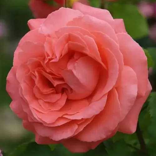 Саженцы роз ДИДИ БРИДЖУОТЕР плетистая в Москве