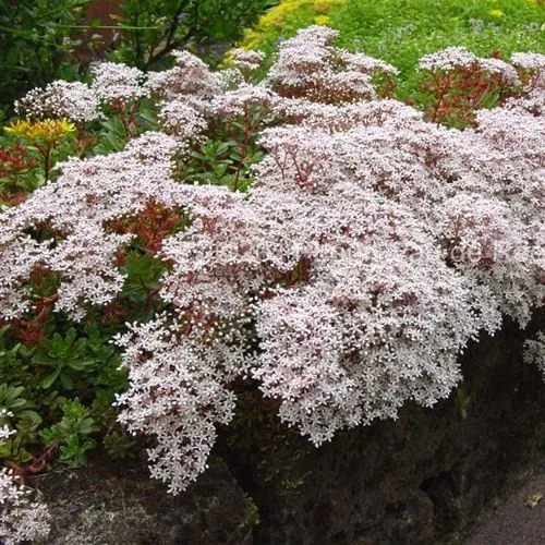 Очиток (седум) МУРАЛЕ белый в Москве