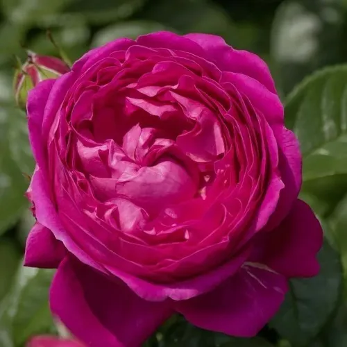 Саженцы роз АНУШКА чайно-гибридная в Москве