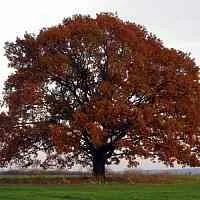 Дуб скальный  Дуб скальный в Москве