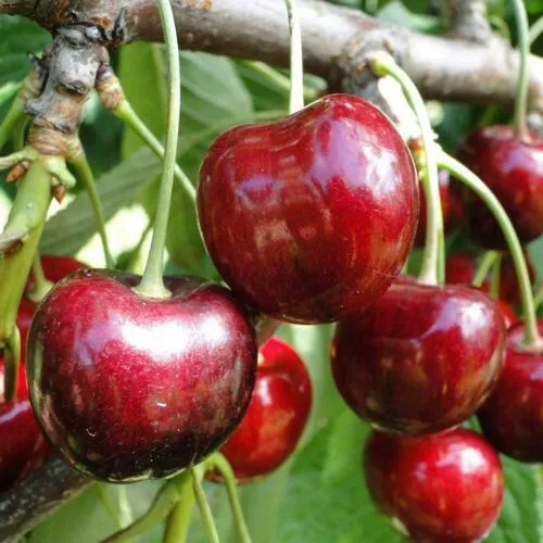 Черешня САШЕНЬКА  Черешня САШЕНЬКА в Москве