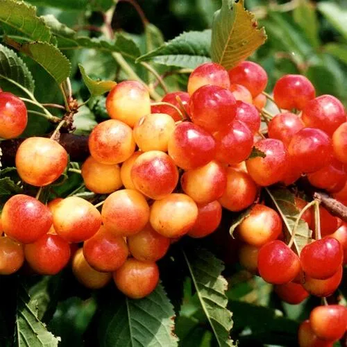 Черешня БЮТТНЕРА КРАСНАЯ  Черешня БЮТТНЕРА КРАСНАЯ в Москве