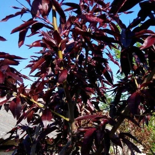 Персик БУРГУНДИ краснолистный  Персик БУРГУНДИ краснолистный в Москве