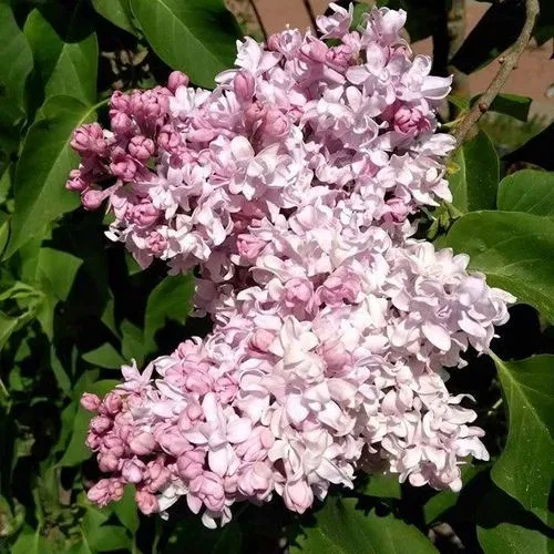 Сирень МИЛОСЕРДИЕ в Москве