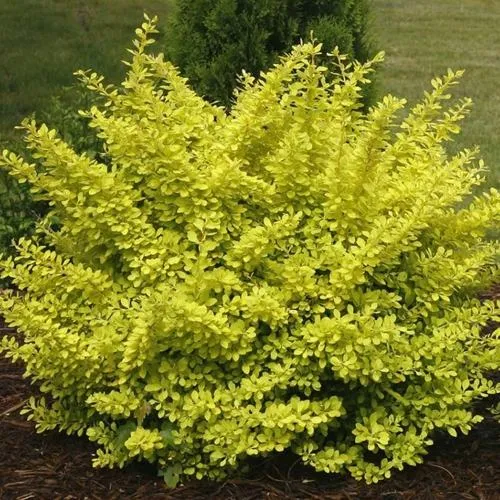 Барбарис АУРЕА тунберга  Барбарис АУРЕА тунберга в Москве