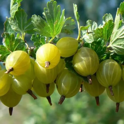 Крыжовник ХИННОНМАЙНЕН КЕЛЬТАЙНЕН в Москве