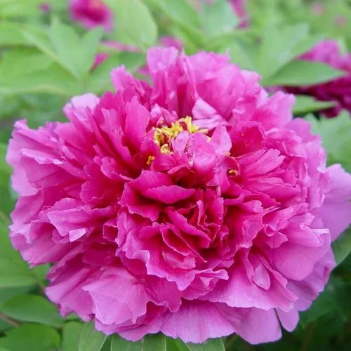 Пион ЛИЛОВАЯ ФАНТАЗИЯ древовидный  Пион ЛИЛОВАЯ ФАНТАЗИЯ древовидный в Москве