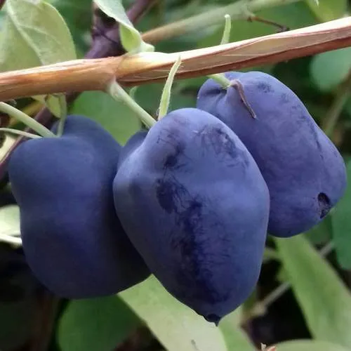 Жимолость съедобная БОРЕАЛ БЬЮТИ (СЕВЕРНАЯ КРАСАВИЦА) в Москве