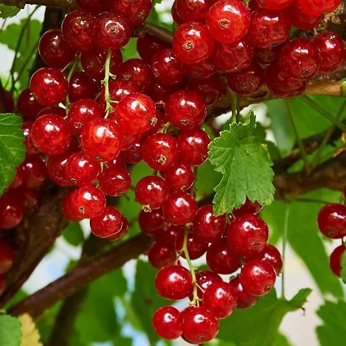 Смородина красная НАТАЛИ в Москве