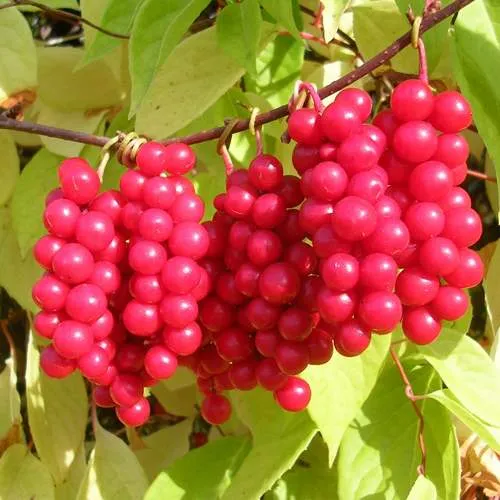 Лимонник ПЕРВЕНЕЦ китайский  Лимонник ПЕРВЕНЕЦ китайский в Москве