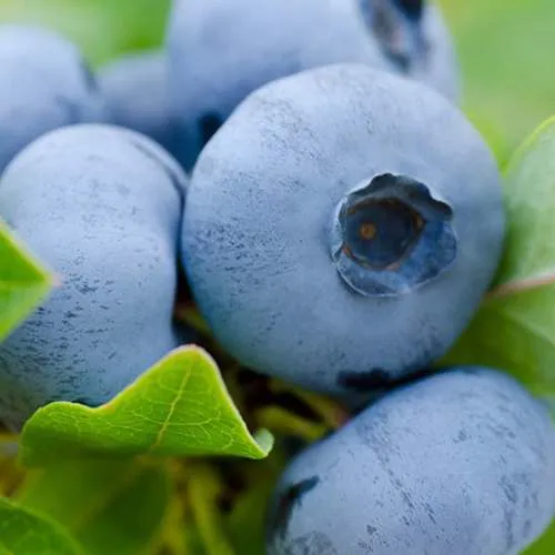 Голубика Герберт Голубика Герберт