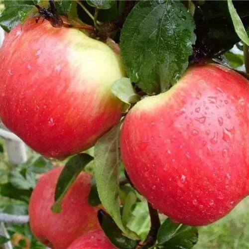 Яблоня ЖЕНЕВА (ЖЕНЕВА ЭРЛИ)  Яблоня ЖЕНЕВА (ЖЕНЕВА ЭРЛИ) в Москве