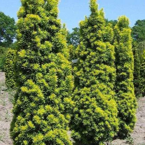 Тис ДАВИД ягодный  Тис ДАВИД ягодный в Москве