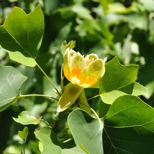 ЛИРИОДЕНДРОН тюльпанный  ЛИРИОДЕНДРОН тюльпанный в Москве