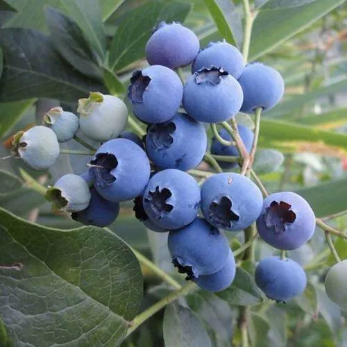 Голубика ЛЕГАЦИЯ в Москве