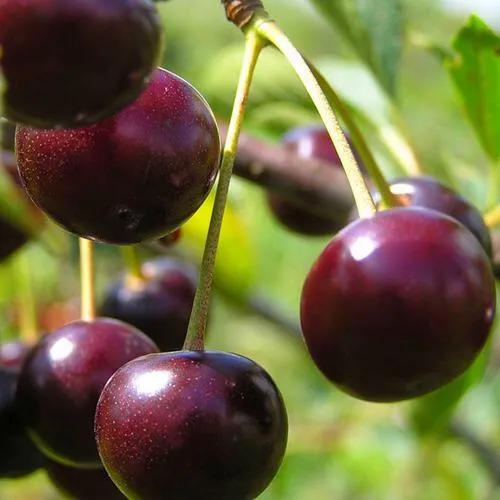 Вишня ЛИВЕНСКАЯ  Вишня ЛИВЕНСКАЯ в Москве