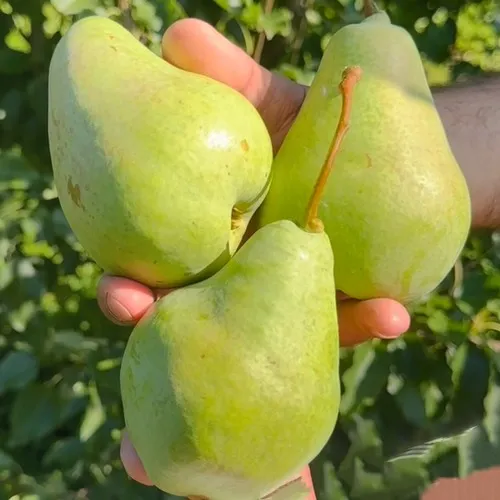 саженцы груши саженцы груши