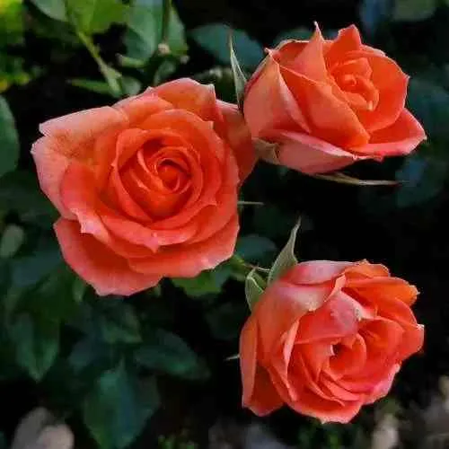 Саженцы роз ОРАНЖ ДЖЕВЕЛ миниатюрная  Саженцы роз ОРАНЖ ДЖЕВЕЛ миниатюрная в Москве