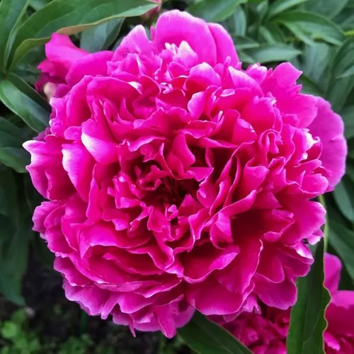 Пион КАРЛ РОЗЕНФЕЛЬД травянистый  Пион КАРЛ РОЗЕНФЕЛЬД травянистый в Москве